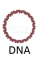 dna electroporation