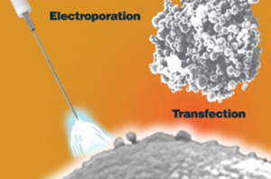 Electroporation - Transfection
