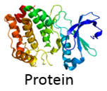 protein electroporation