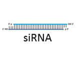 siRNA electroporation
